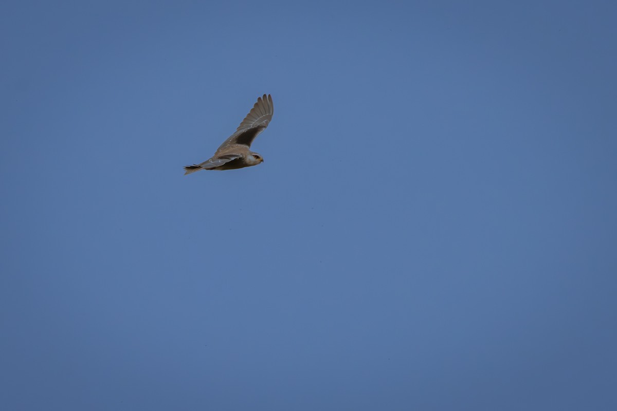 Black-winged Kite - Antonio Rodriguez-Sinovas