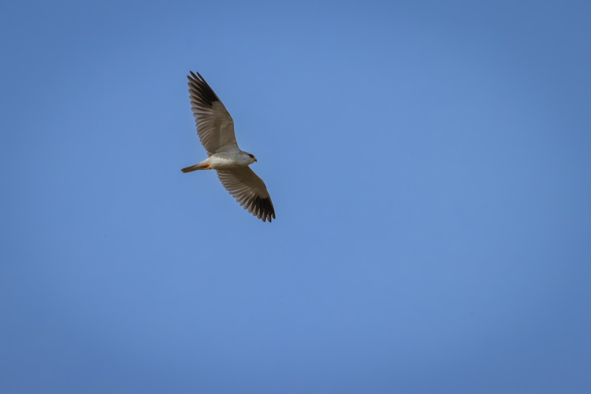 Black-winged Kite - Antonio Rodriguez-Sinovas
