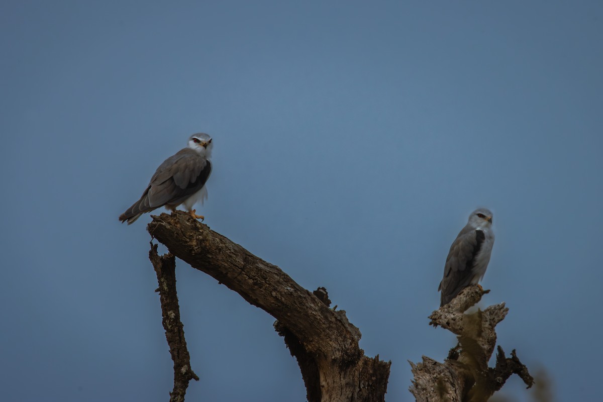 Black-winged Kite - Antonio Rodriguez-Sinovas