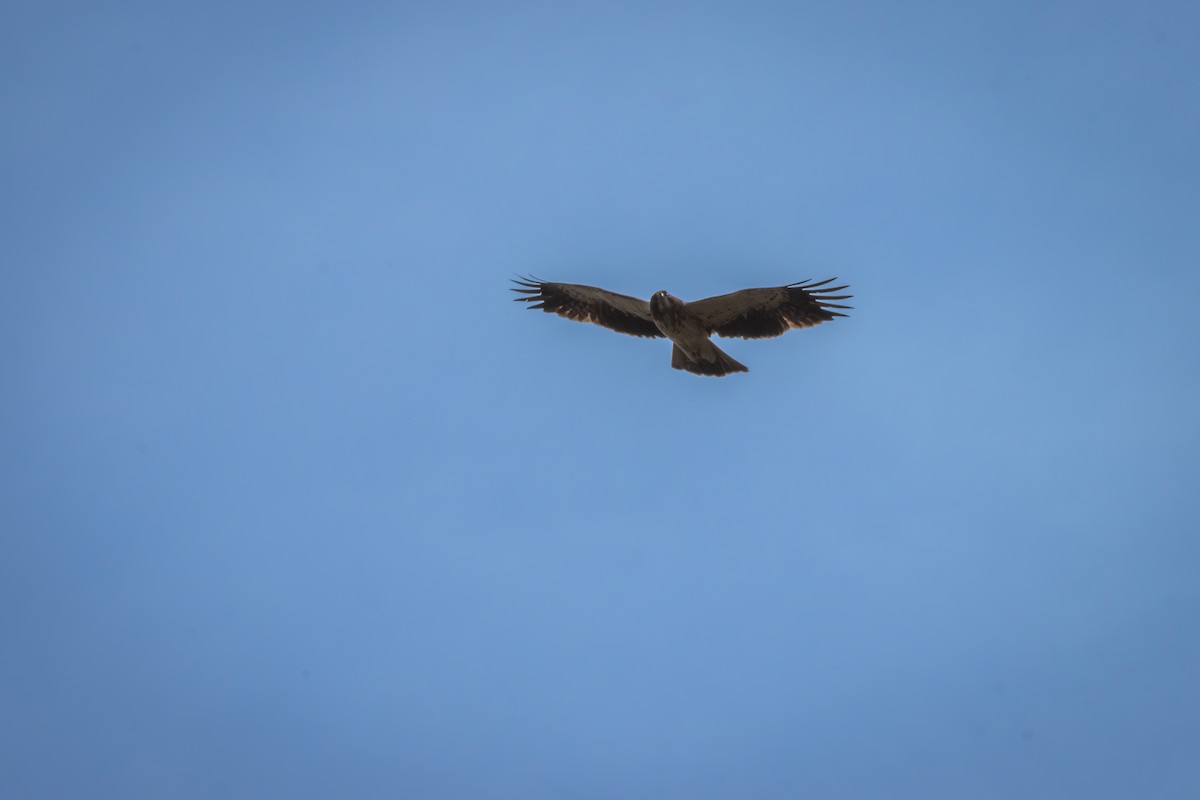 Booted Eagle - Antonio Rodriguez-Sinovas