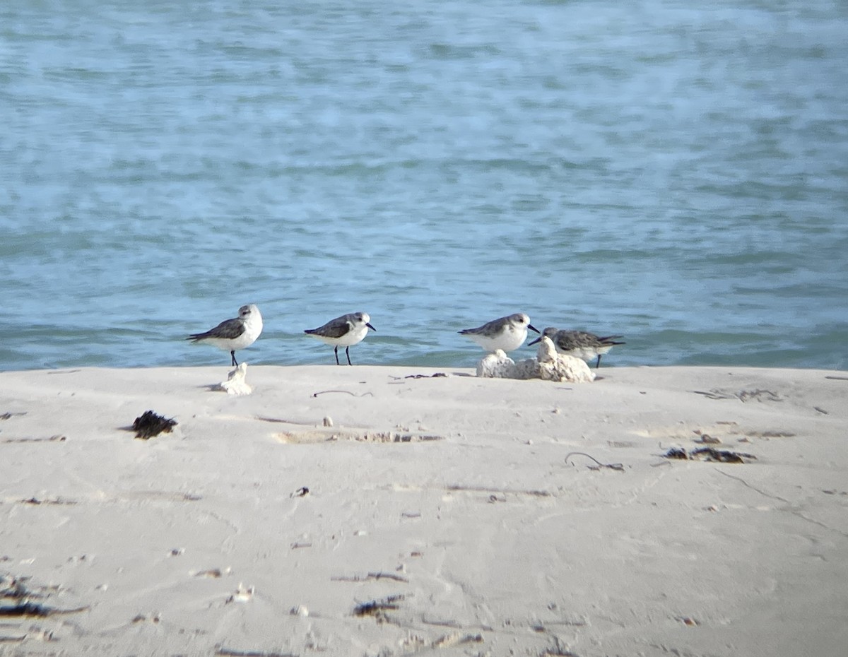 Sanderling - ML630738034