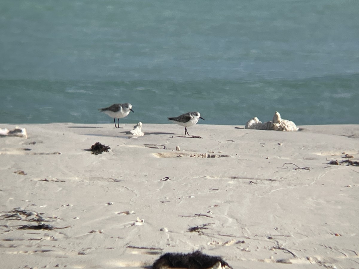 Sanderling - ML630738035