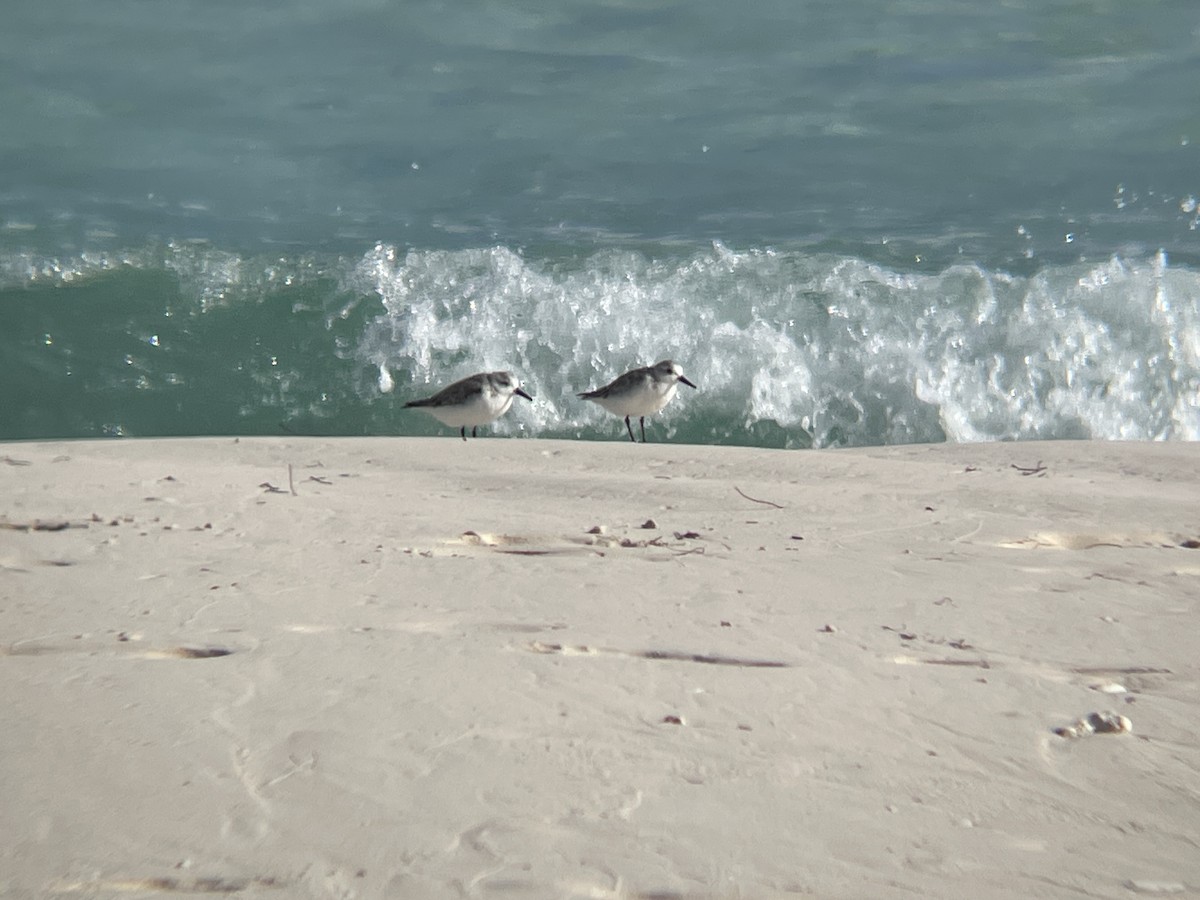 Sanderling - ML630738036