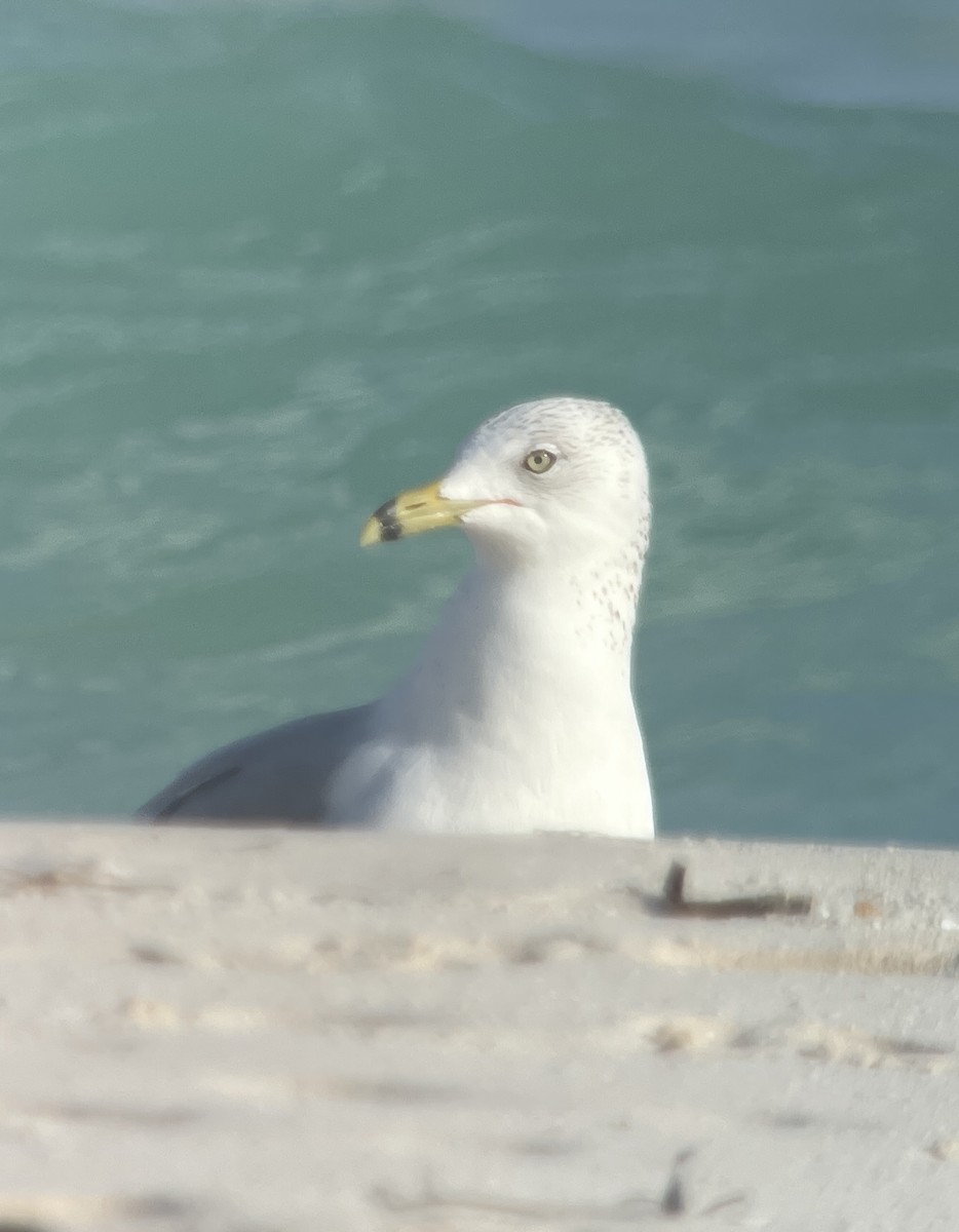 Ring-billed Gull - ML630738094