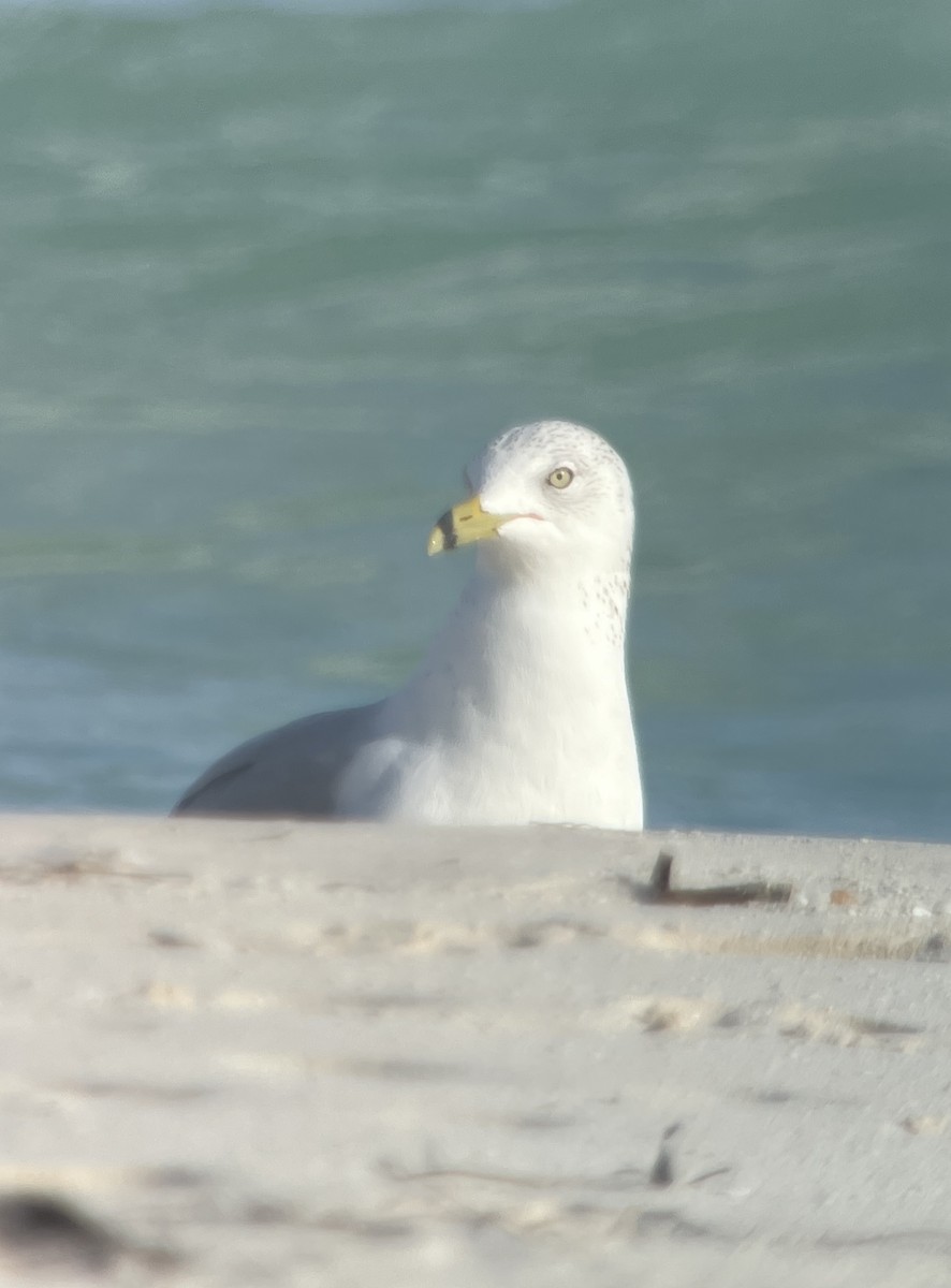 Ring-billed Gull - ML630738095