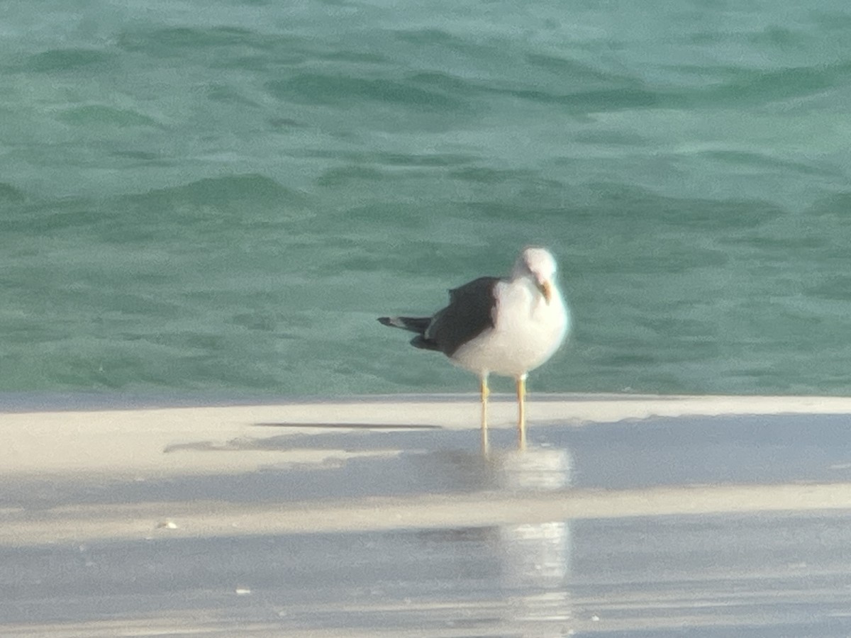 Lesser Black-backed Gull - ML630738140
