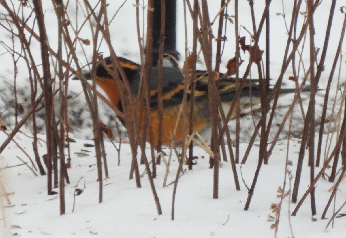 Varied Thrush - ML630738185