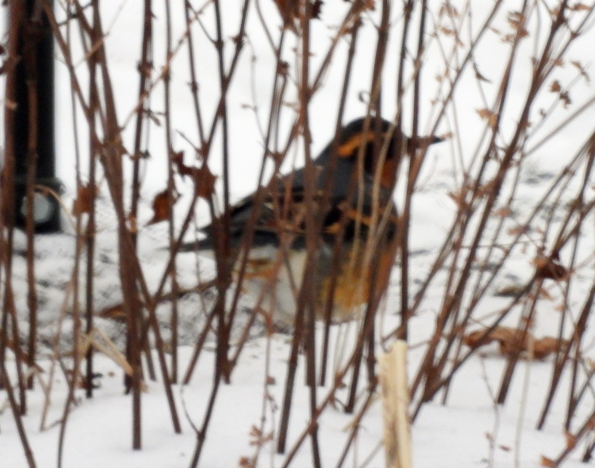 Varied Thrush - ML630738186