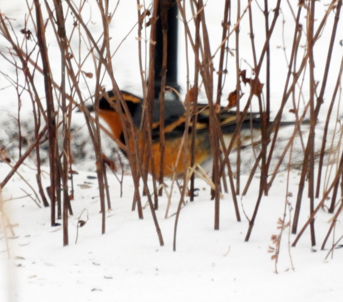 Varied Thrush - ML630738187