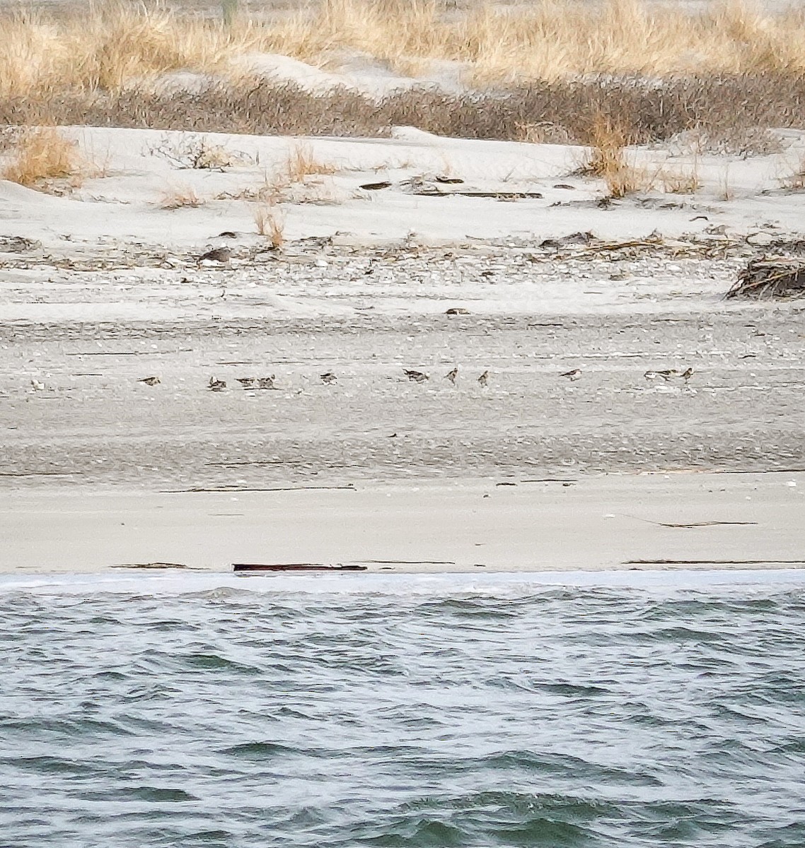 Snow Bunting - ML630738244