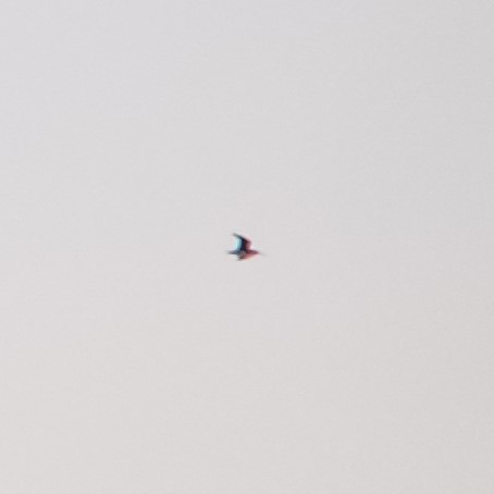 Wilson's Snipe - ML630738247