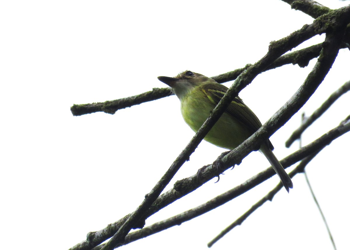 Серощёкий тоди-мухолов - ML630738308