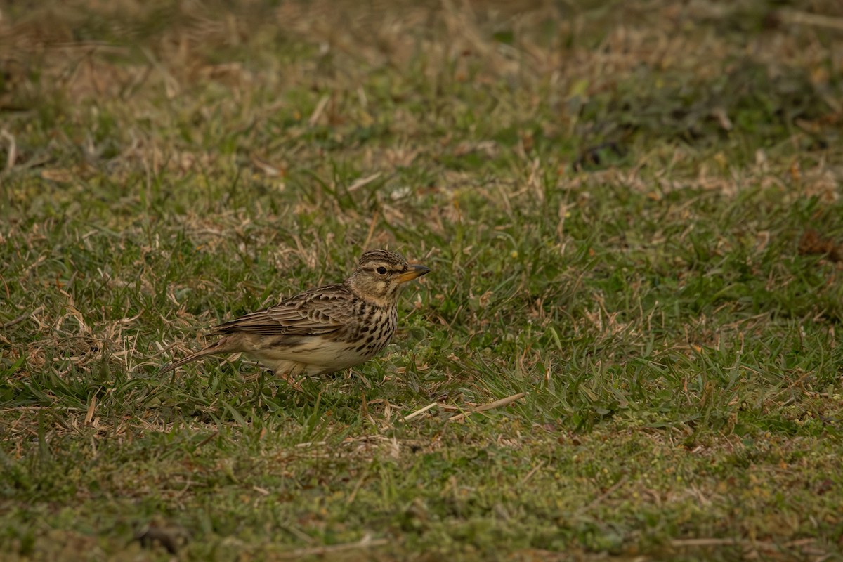 Large-billed Lark - Antonio Rodriguez-Sinovas