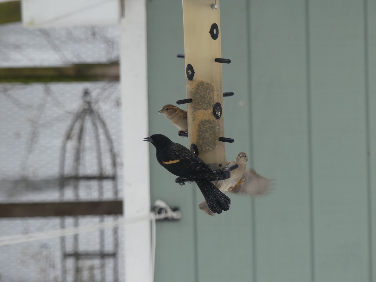 Red-winged Blackbird - ML630738405
