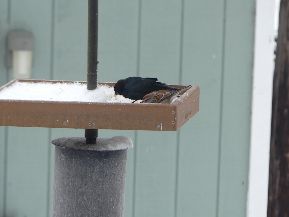 Brown-headed Cowbird - ML630738412