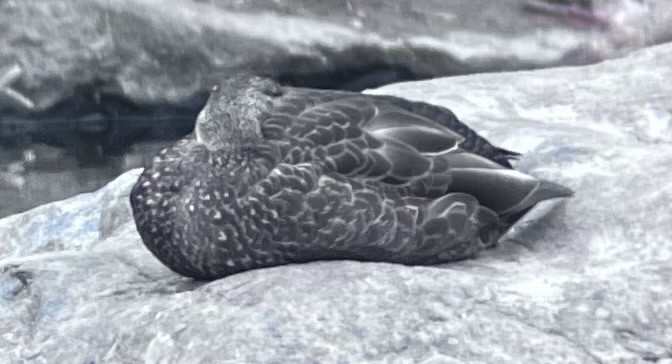 American Black Duck - ML630738539