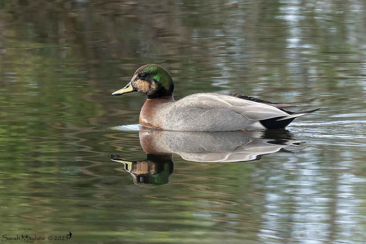 Gadwall x Mallard (hybrid) - ML630738610