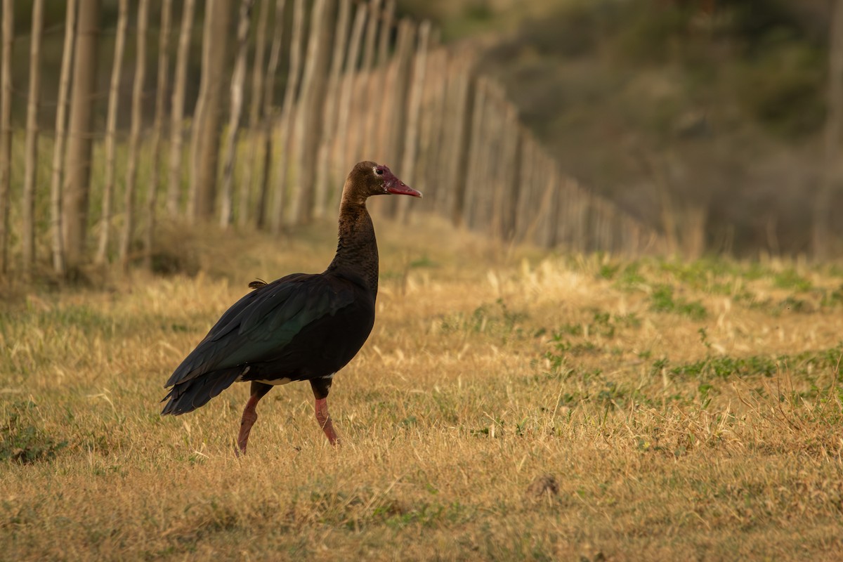 Spur-winged Goose - Antonio Rodriguez-Sinovas