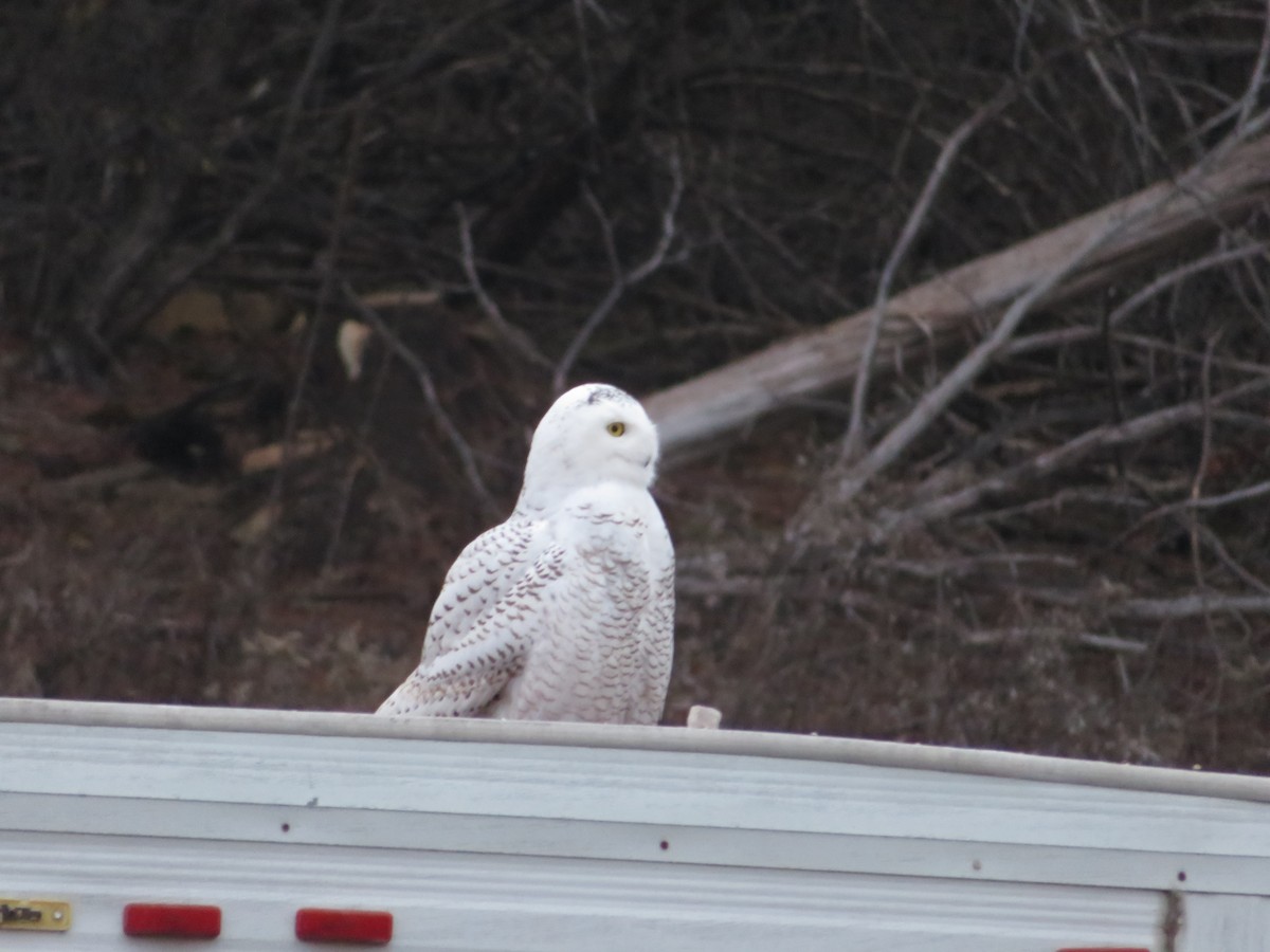 Snowy Owl - ML630738695