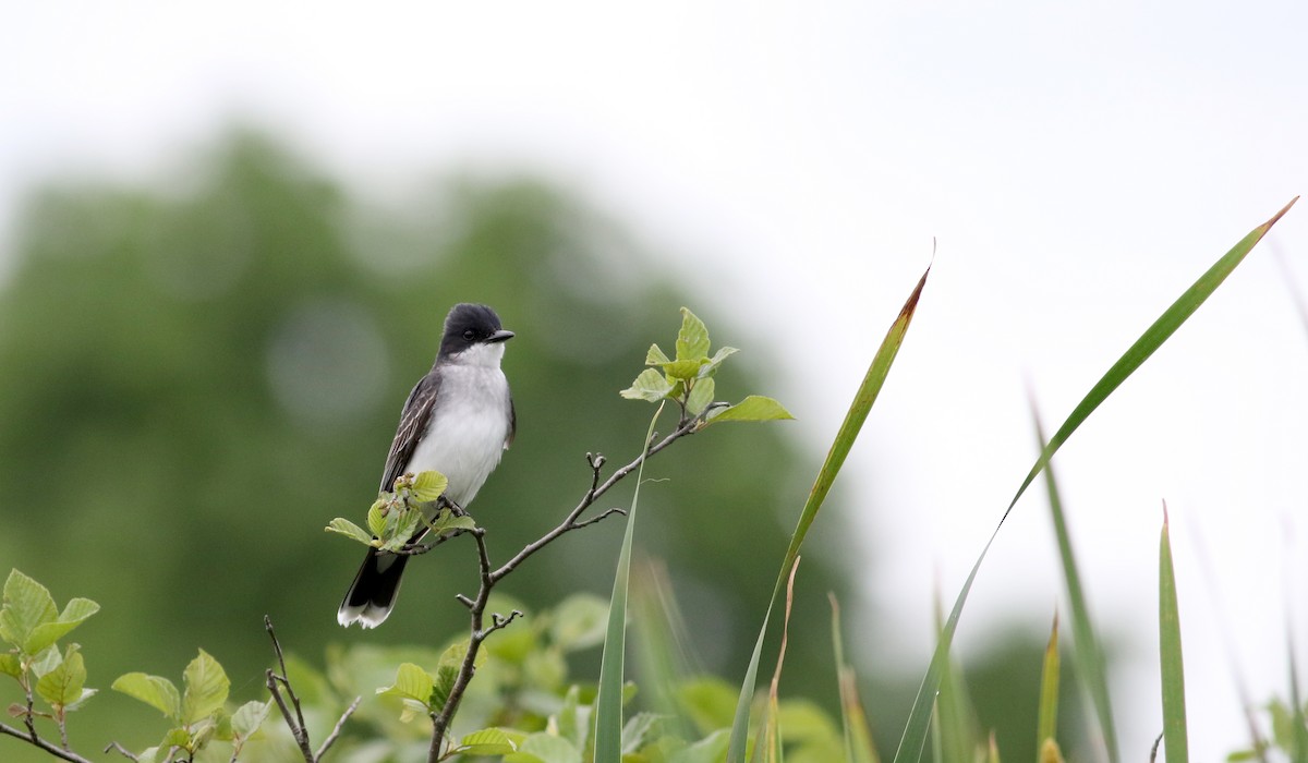 Eastern Kingbird - Jay McGowan