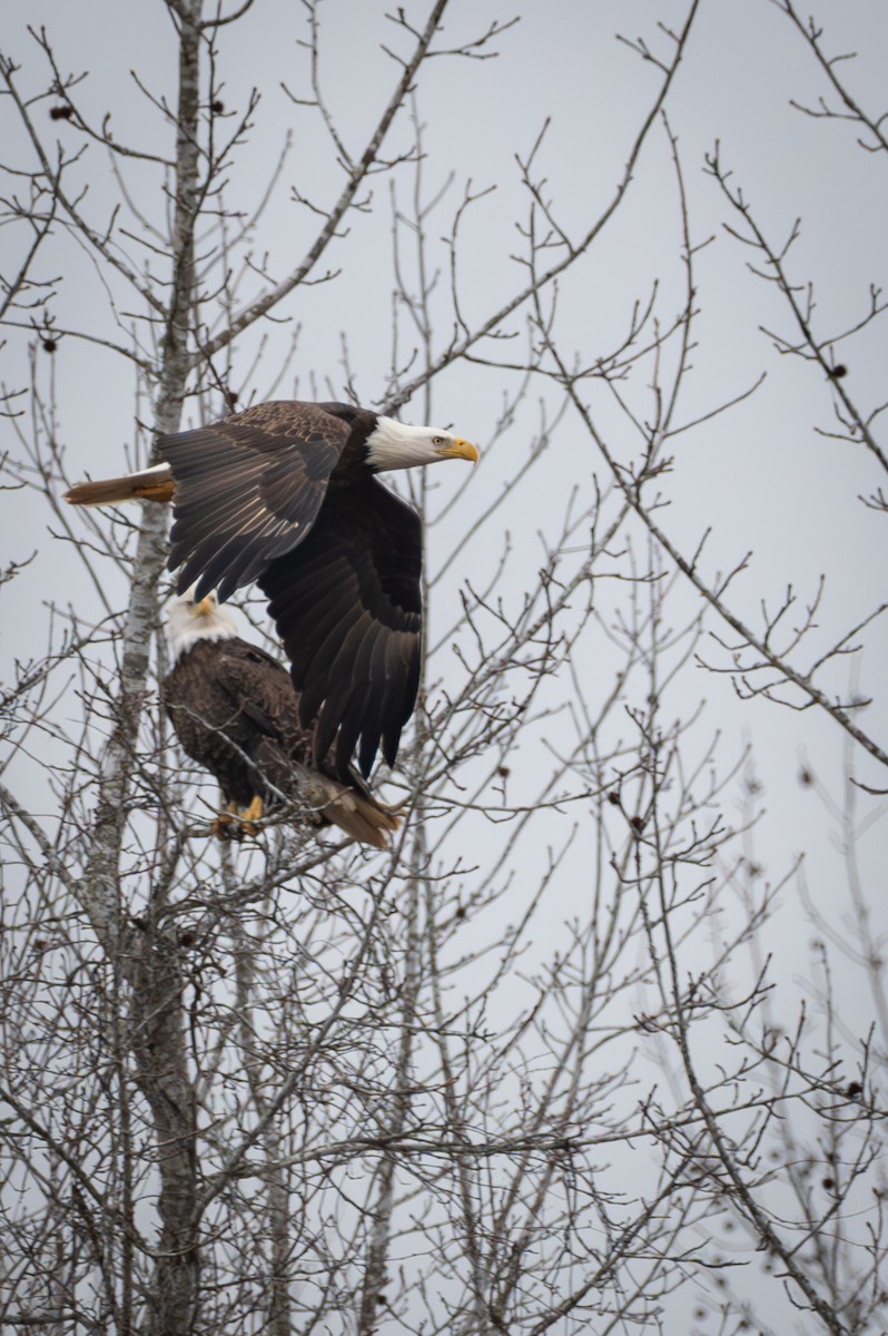 Bald Eagle - ML630738753