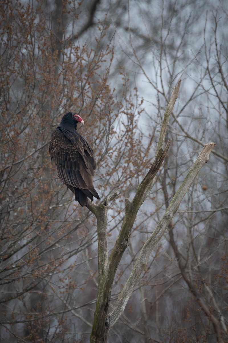 Turkey Vulture - ML630738783