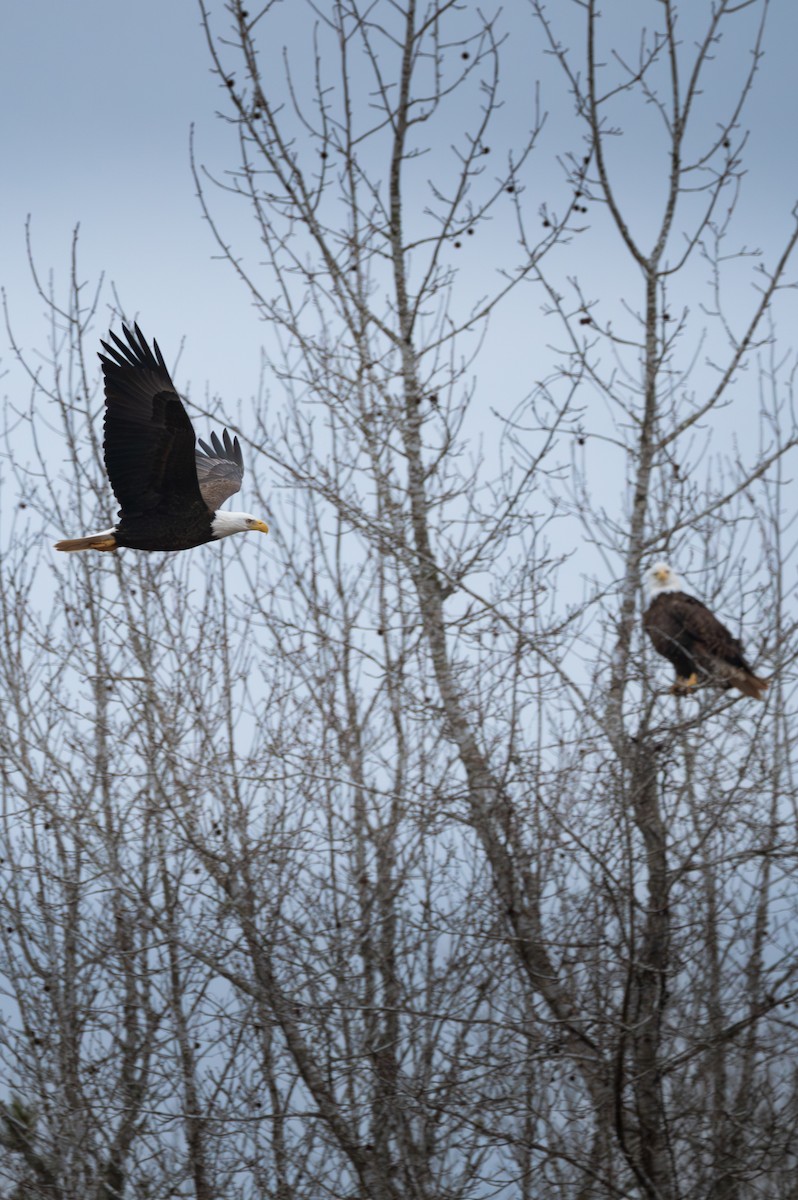 Bald Eagle - ML630738792