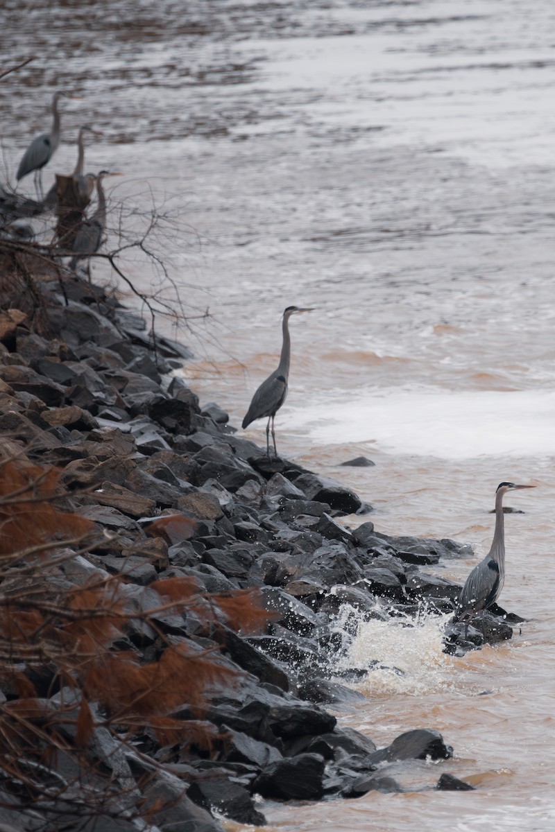 Great Blue Heron - ML630738811