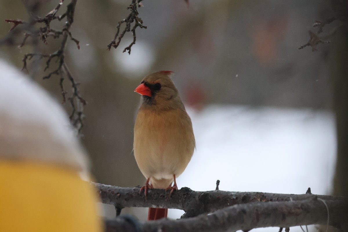 Northern Cardinal - ML630738813