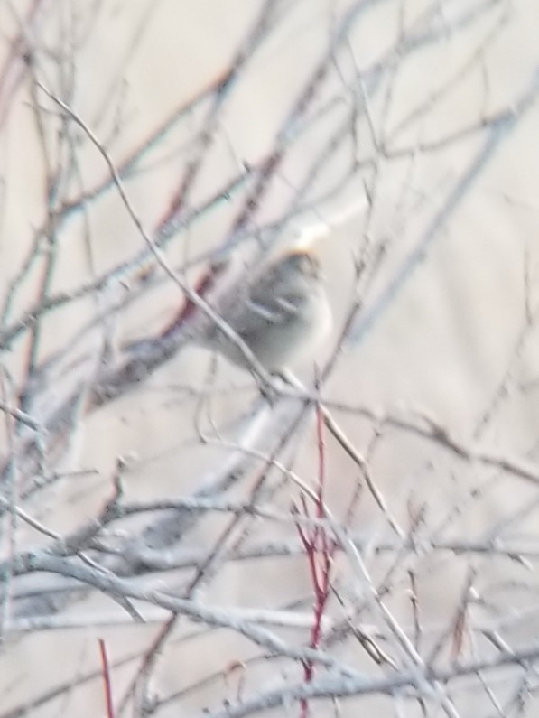 American Tree Sparrow - ML630738844