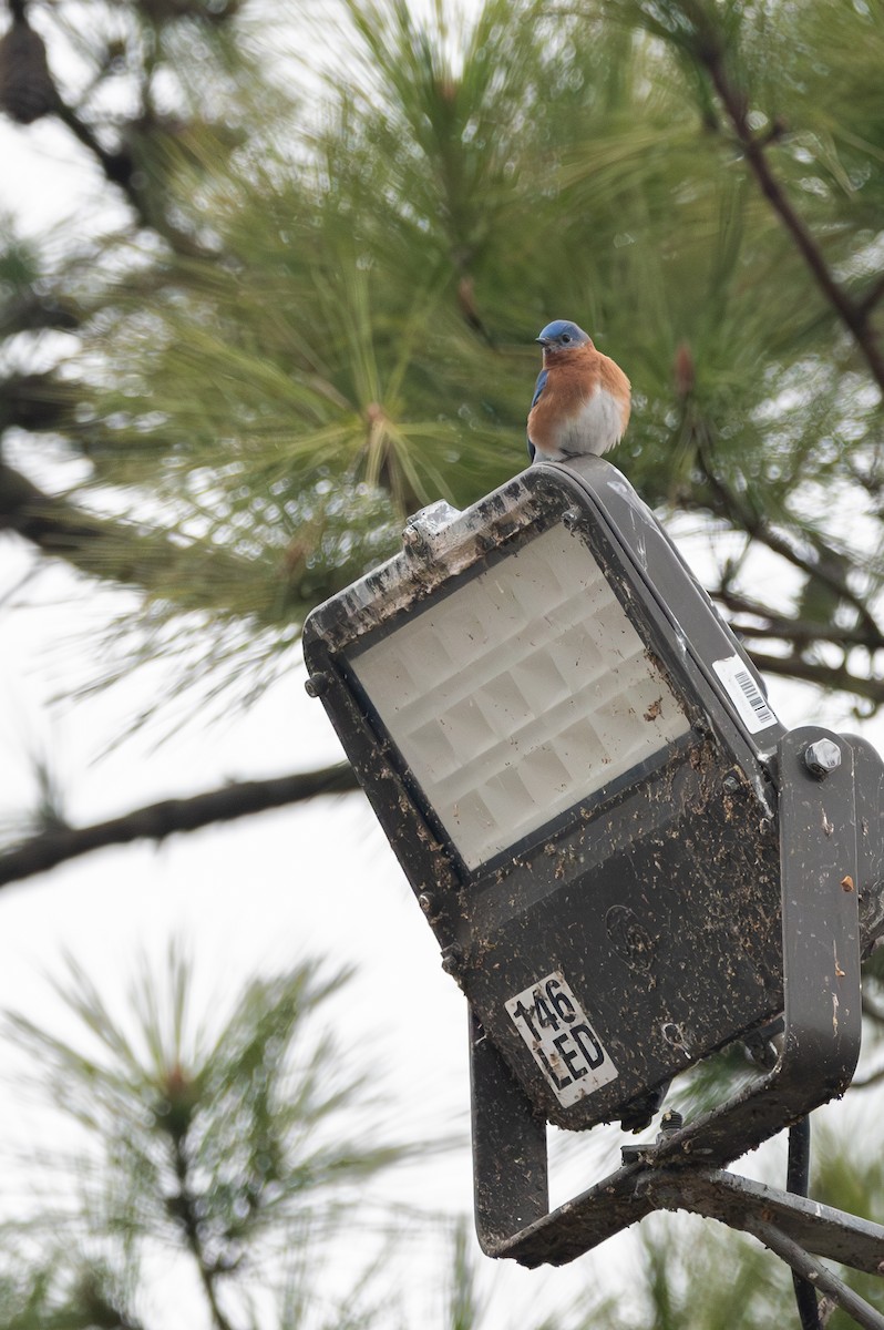 Eastern Bluebird - ML630738899
