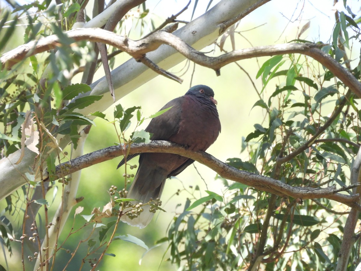 Laurel Pigeon - ML630738984