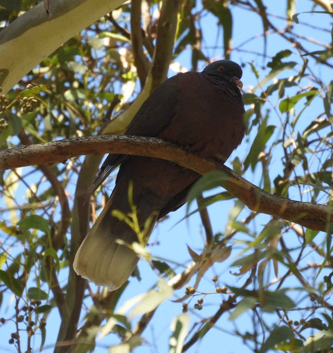 Laurel Pigeon - ML630738985