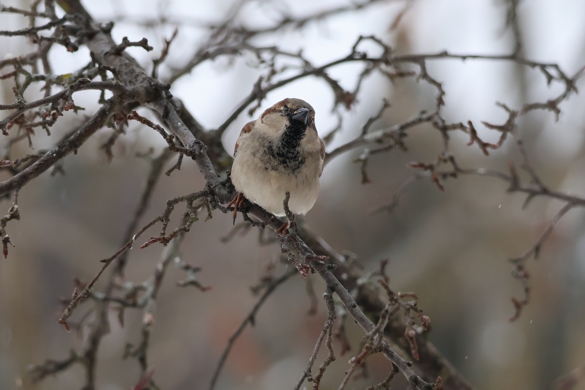 House Sparrow - ML630738992