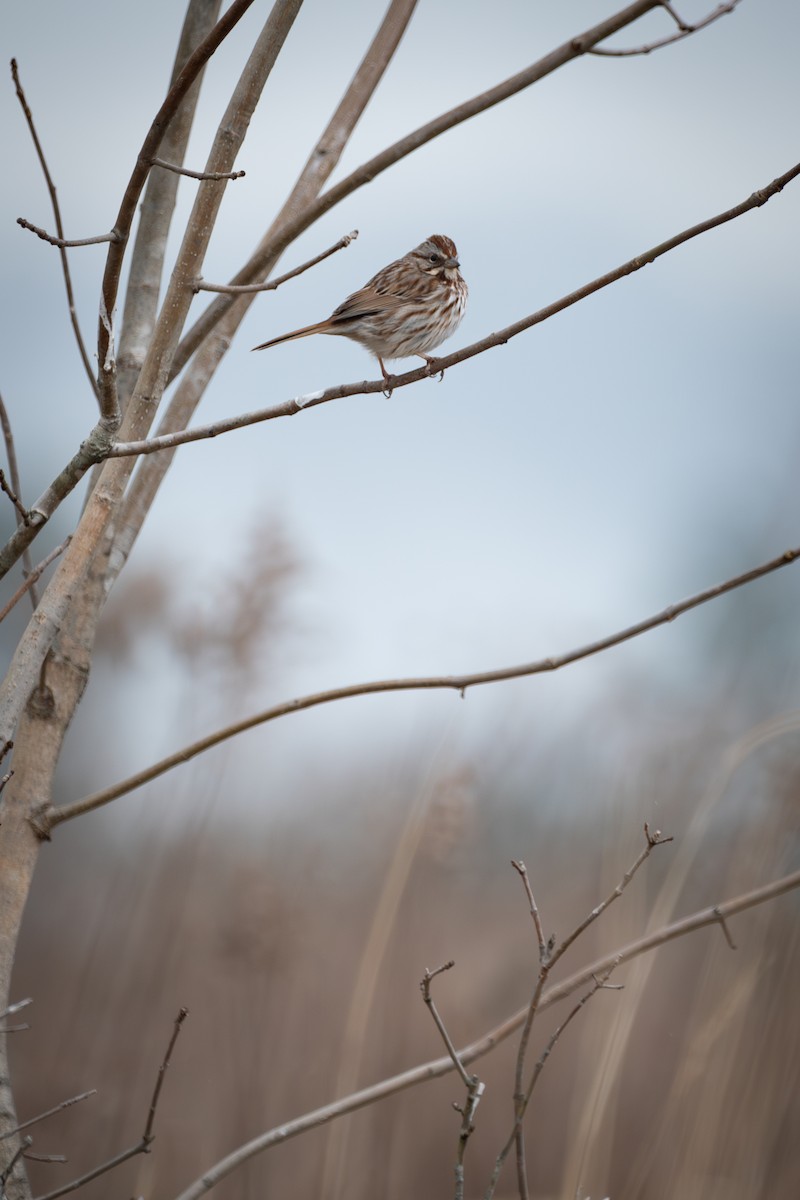 Song Sparrow - ML630739054