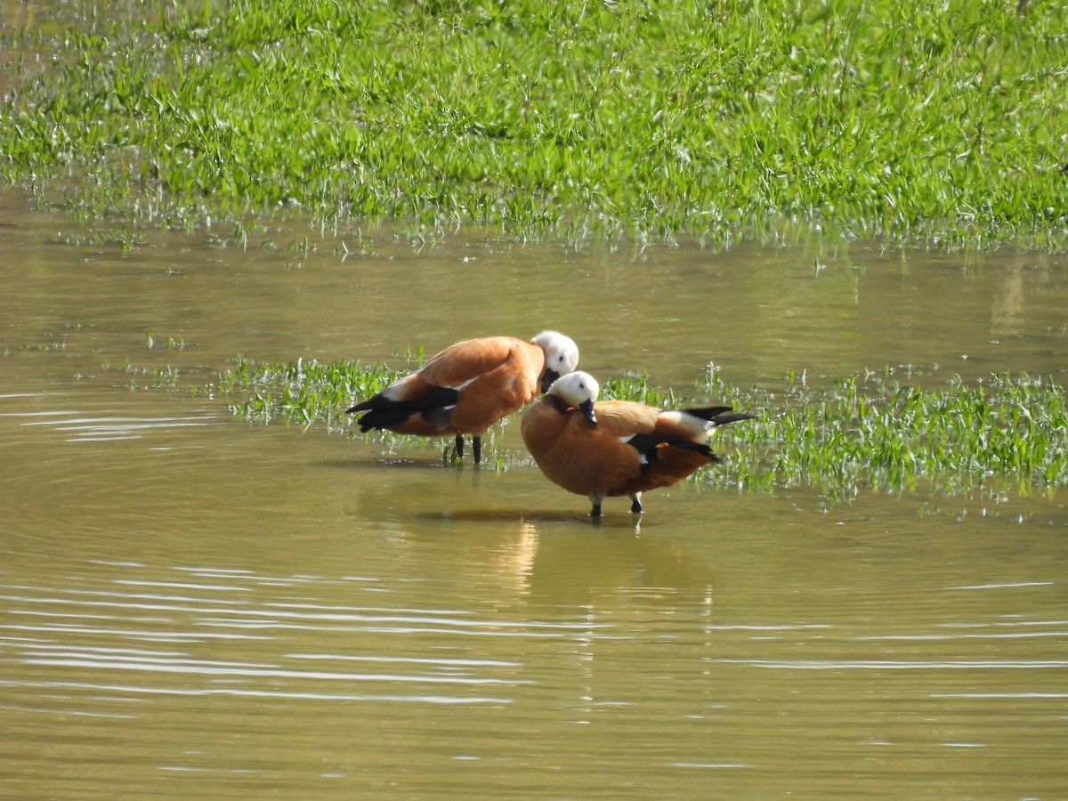 Ruddy Shelduck - ML630739106