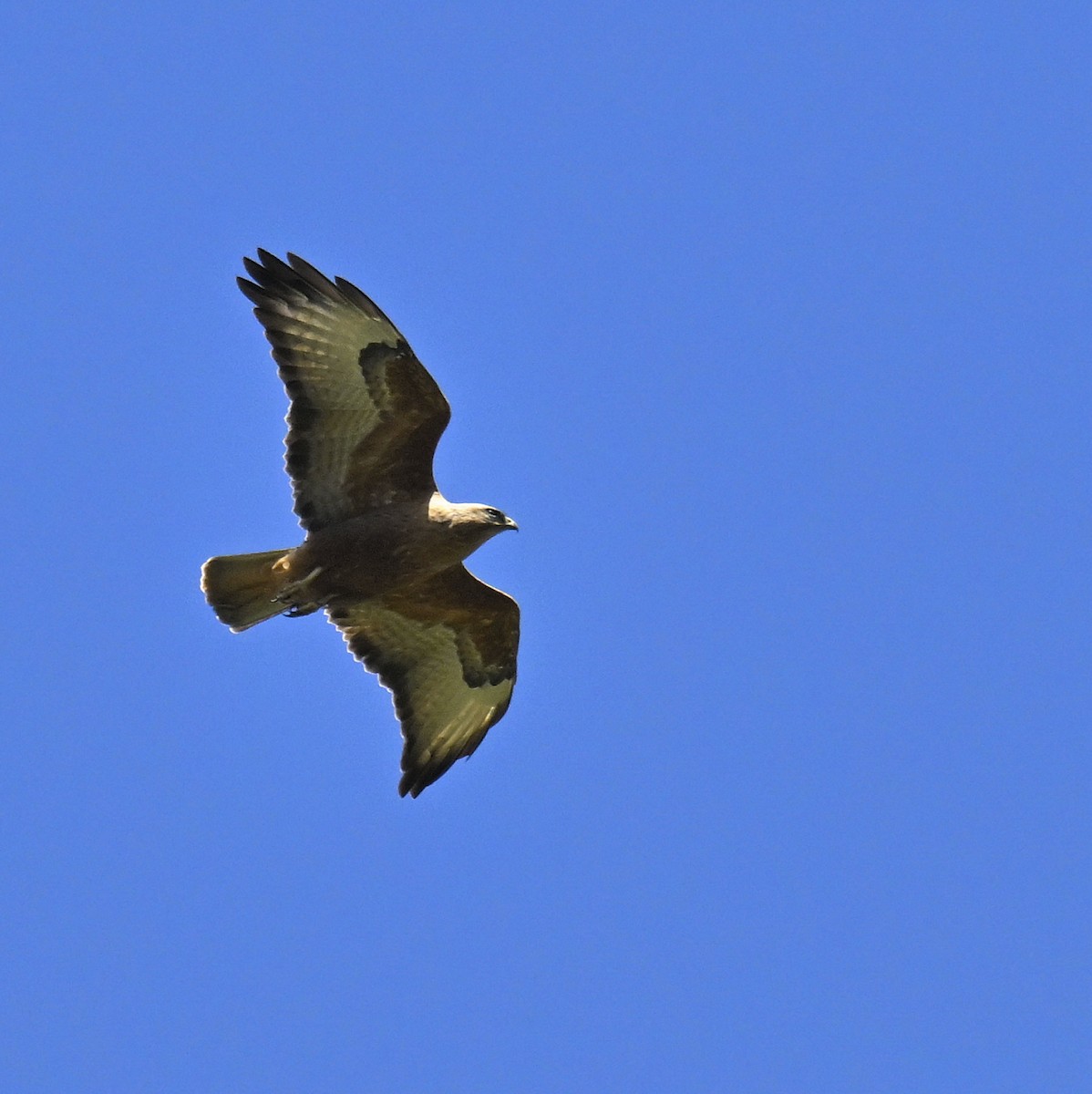 Şahin - ML630739118