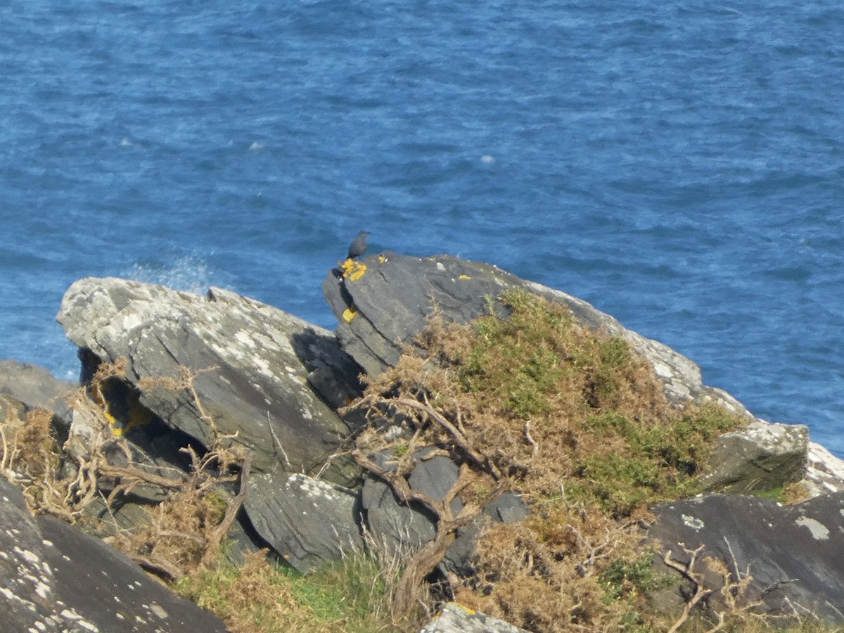 Blue Rock-Thrush - ML630739134