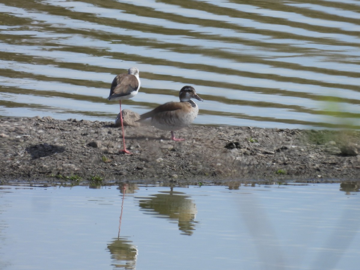 Ringed Teal - ML630739169