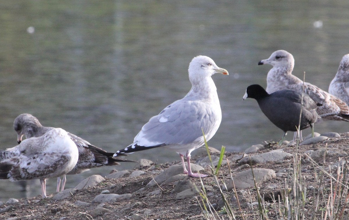 Iceland Gull (Thayer's) - ML630739195