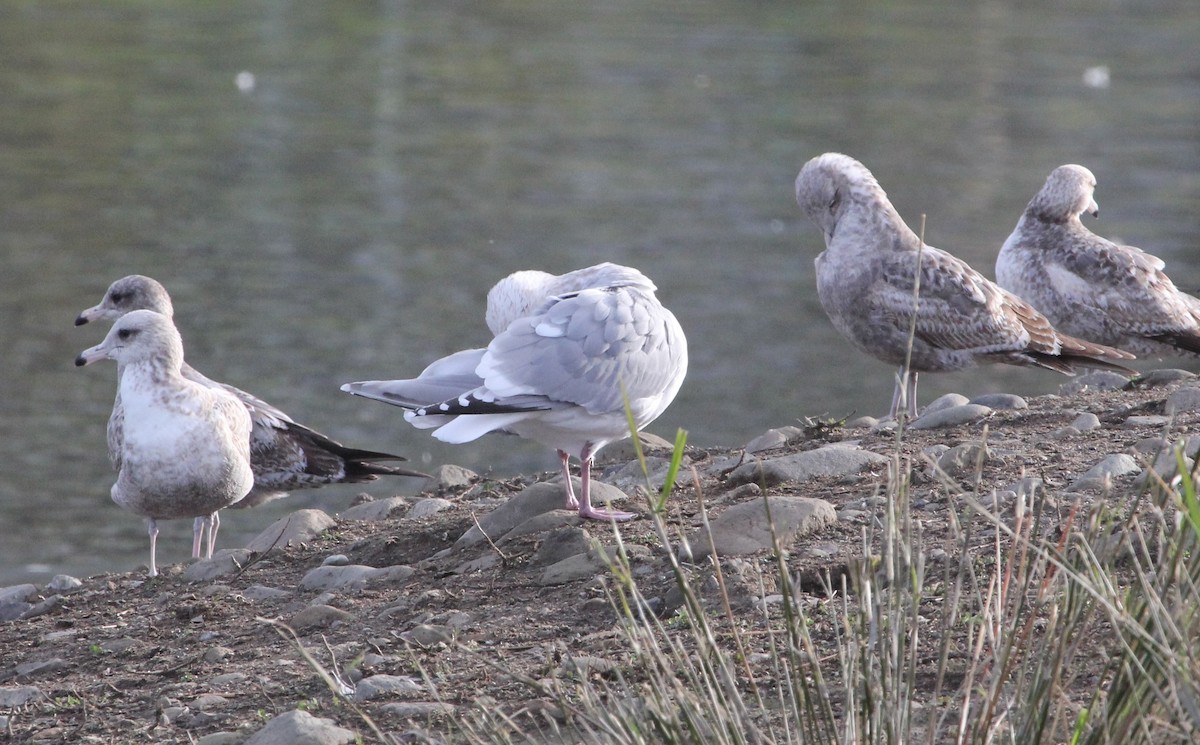 Iceland Gull (Thayer's) - ML630739202
