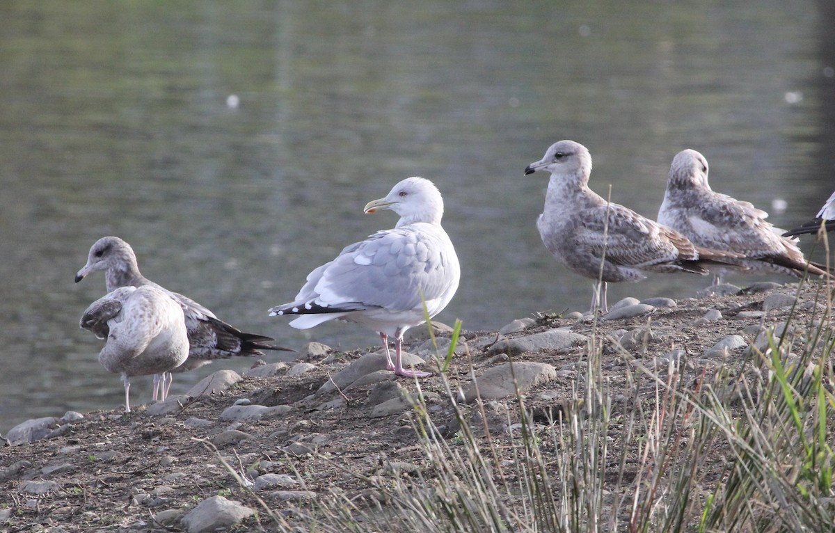 Iceland Gull (Thayer's) - ML630739226