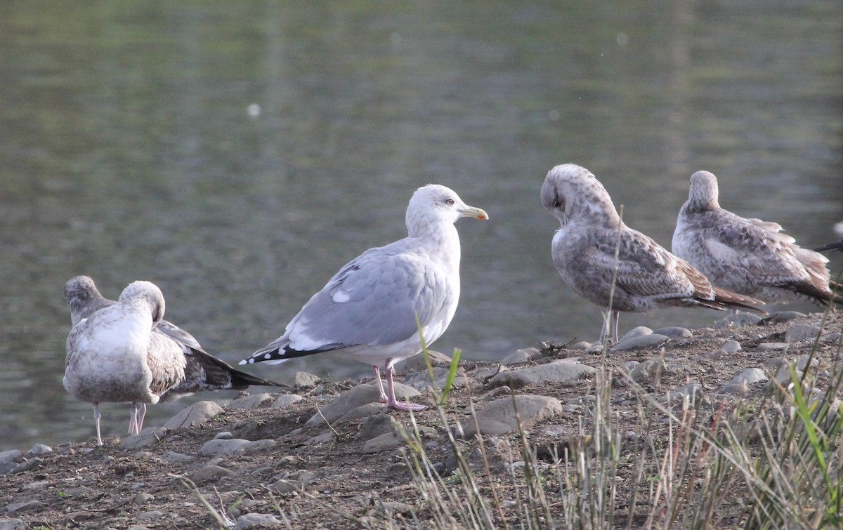 Iceland Gull (Thayer's) - ML630739234