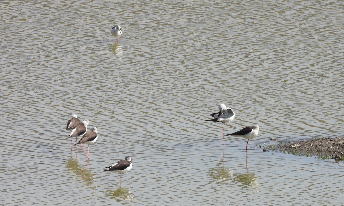 Black-winged Stilt - ML630739297