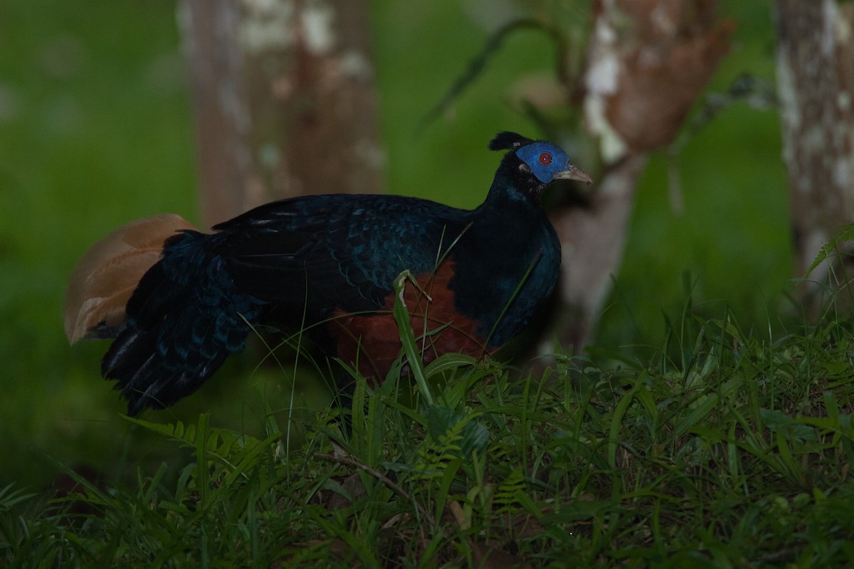 Bornean Crested Fireback - ML630739478