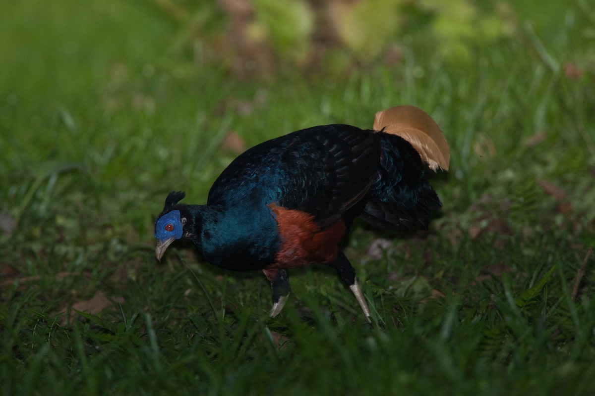 Bornean Crested Fireback - ML630739480