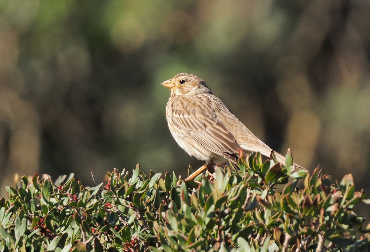 Corn Bunting - ML630739548