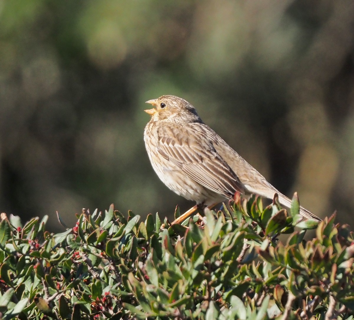 Corn Bunting - ML630739549