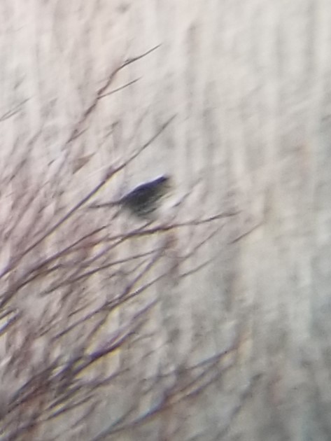 Song Sparrow - ML630739558