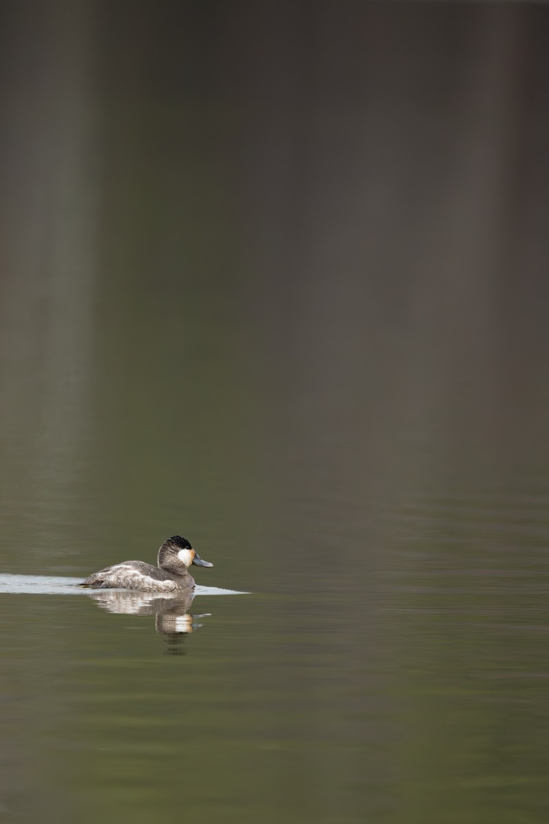 Ruddy Duck - ML630739678